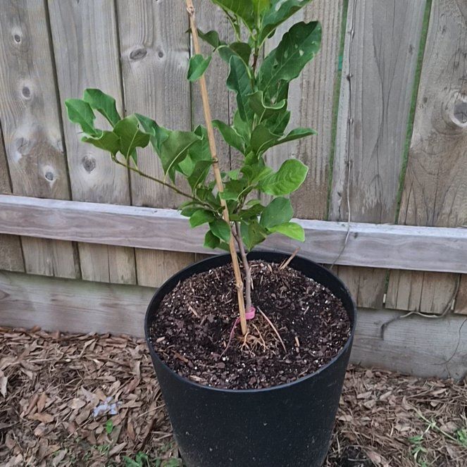 Photo of the plant species Mulan magnolia by @Jadedbelle named Japanese Magnolia  - Ann on Greg, the plant care app