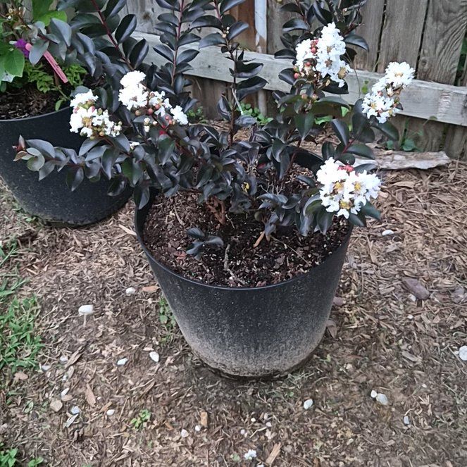 Photo of the plant species Crape Myrtle 'Veerle' by @Jadedbelle named Crepe Myrtle White flowers on Greg, the plant care app