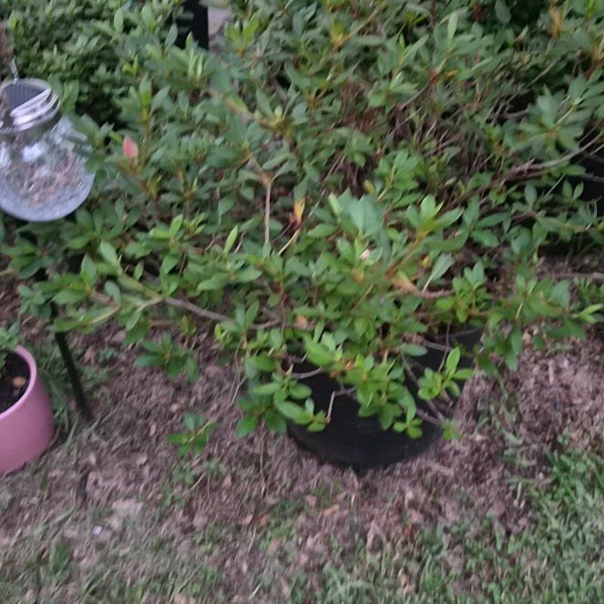 Photo of the plant species Azelea by @Jadedbelle named Azelia on Greg, the plant care app