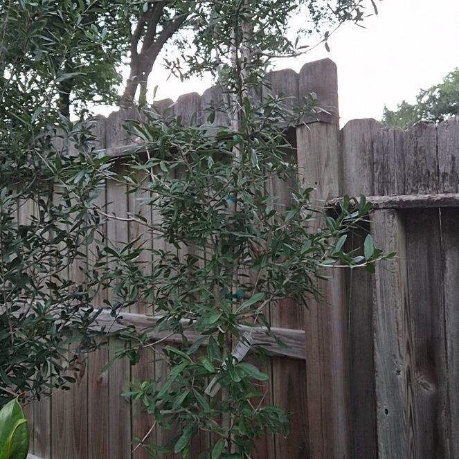 Photo of the plant species Southern Live Oak by @CurrentMarimo named Empire Live Oak on Greg, the plant care app