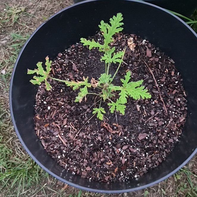 Photo of the plant species Citronella (anti-mosquito plant) by @CurrentMarimo named Zeus on Greg, the plant care app