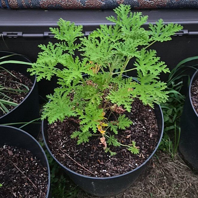 Photo of the plant species Citronella (anti-mosquito plant) by @CurrentMarimo named Sigmund on Greg, the plant care app