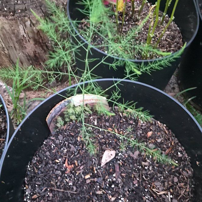 Photo of the plant species Garden Asparagus by @Jadedbelle named Asparagus on Greg, the plant care app