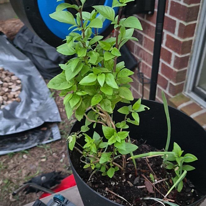 Photo of the plant species Everleaf Thai Towers Basil by @Jadedbelle named Thai Tower Basil on Greg, the plant care app