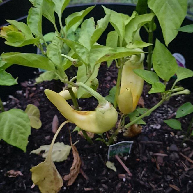 Photo of the plant species Sweet Banana Pepper by @Jadedbelle named Banana Pepper on Greg, the plant care app