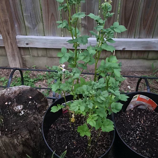 Photo of the plant species Red Potatoes by @Jadedbelle named Red Potatoes on Greg, the plant care app