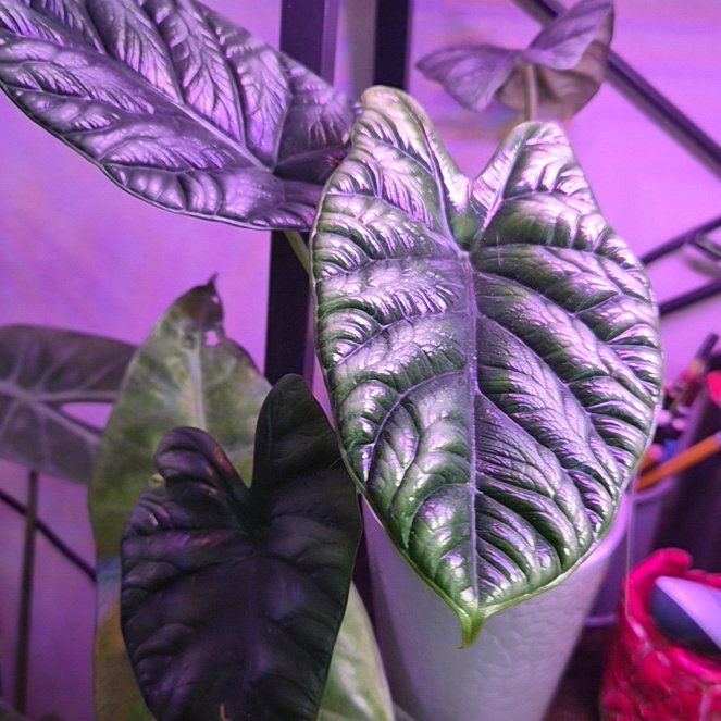 Photo of the plant species Jewel Alocasia by @Jadedbelle named Jewel Alocasia on Greg, the plant care app
