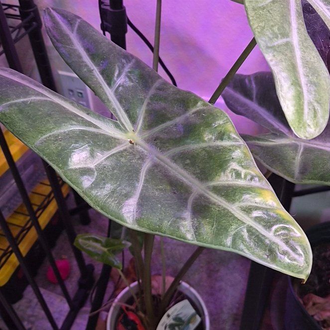 Photo of the plant species Alocasia longiloba by @Jadedbelle named Alocasia Longiloba on Greg, the plant care app