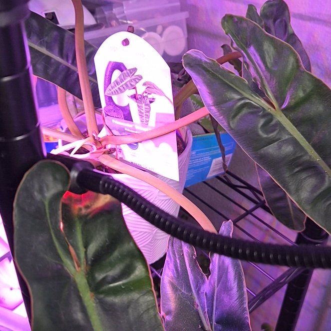 Photo of the plant species Philodendron 'Black Billietae' by @Jadedbelle named Philodendron 'Black Billietae' on Greg, the plant care app