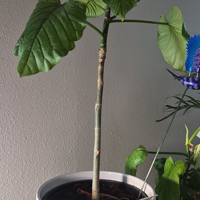 Photo of the plant species Ficus umbellata by @Jadedbelle named Ficus Umbellata on Greg, the plant care app