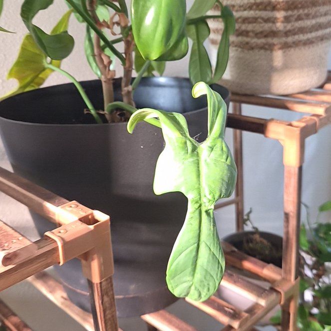 Photo of the plant species Phalaenopsis 'Splash Gordon' by @Jadedbelle named Splash Gordon on Greg, the plant care app
