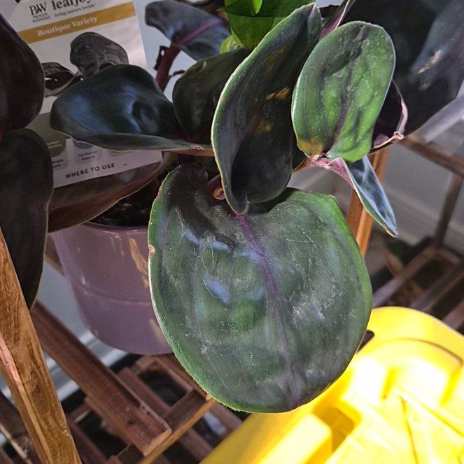 Photo of the plant species Geogenanthus 'Midnight Pearl' by @Jadedbelle named Midnight Pearl on Greg, the plant care app