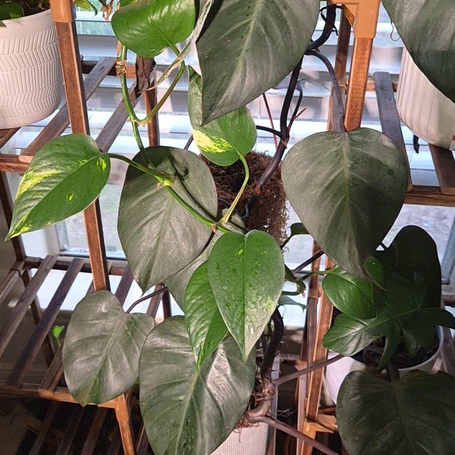 Photo of the plant species Philodendron 'Orange Princess' by @Jadedbelle named Orange Princess on Greg, the plant care app