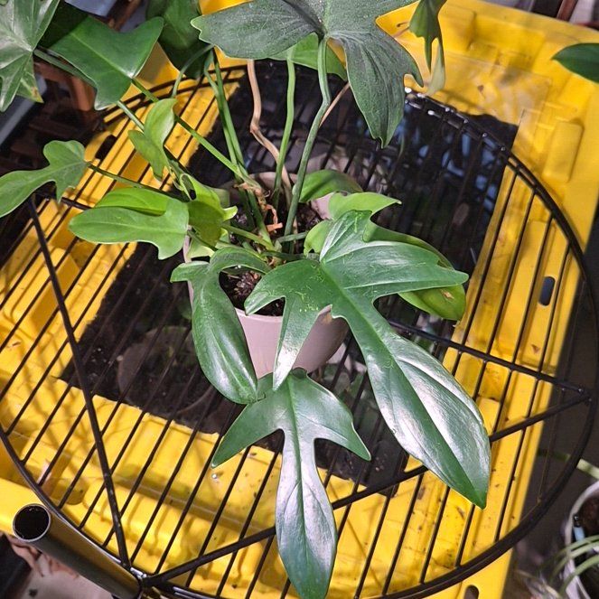 Photo of the plant species Philodendron bipennifolium 'Splash Gordon' by @Jadedbelle named Splash Gordon on Greg, the plant care app