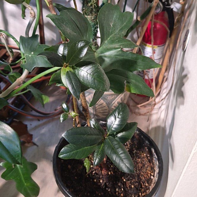 Photo of the plant species Rubber Plant 'Black Knight' by @Jadedbelle named Black Knight Rubber Plant on Greg, the plant care app