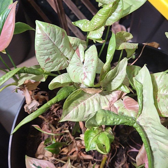 Photo of the plant species Confetti Syngonium by @Jadedbelle named Confetti Syngonium on Greg, the plant care app