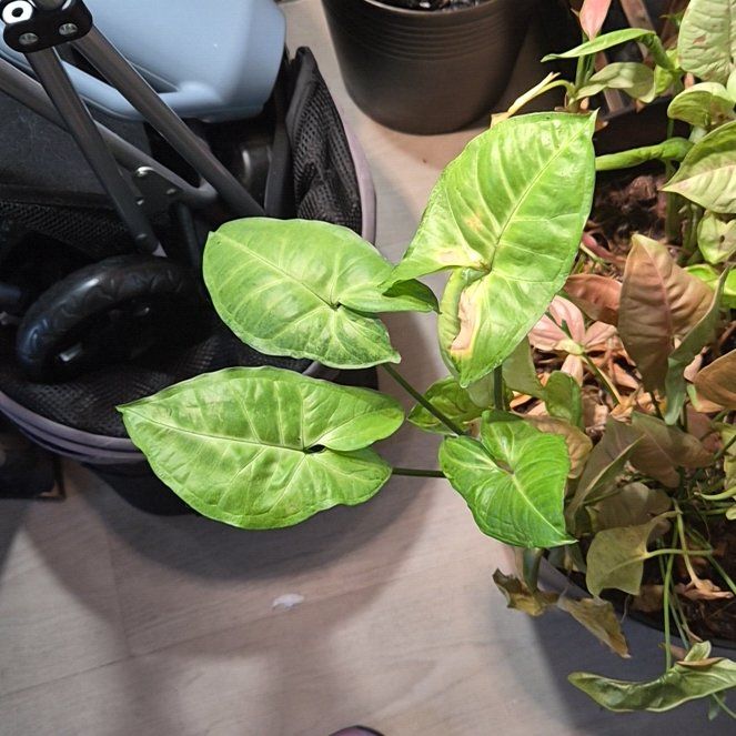 Photo of the plant species Pink Arrowhead Vine by @Jadedbelle named Pink Arrowhead Plant on Greg, the plant care app