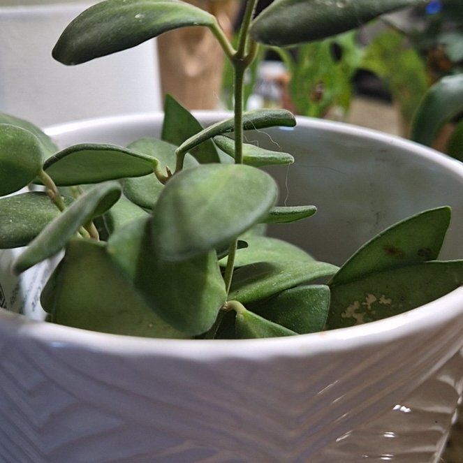 Photo of the plant species Variegated Wax Plant by @Jadedbelle named Variegated Wax Plant on Greg, the plant care app