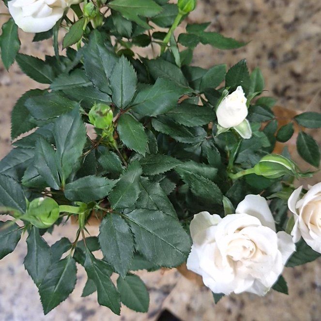Photo of the plant species Miniature Rose by @Jadedbelle named White Miniature Rose on Greg, the plant care app