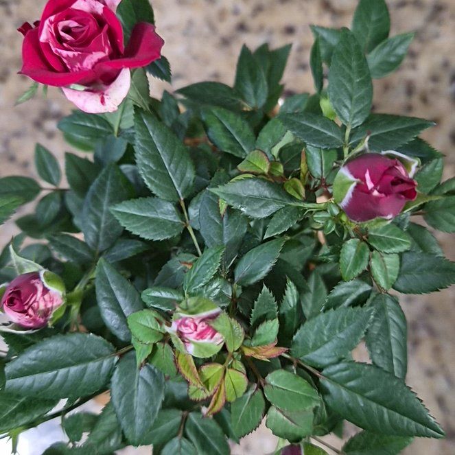 Photo of the plant species Miniature Rose by @Jadedbelle named Red Multi Miniature Rose on Greg, the plant care app
