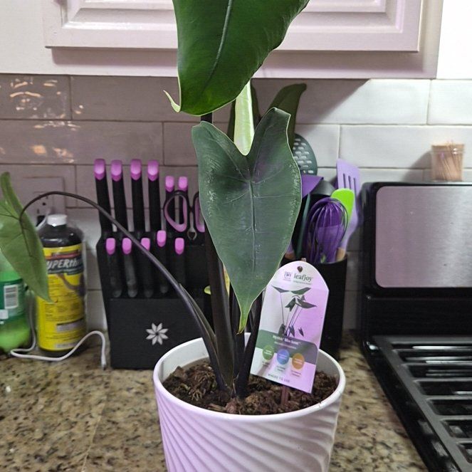 Photo of the plant species Alocasia 'Mythic Blackout' by @Jadedbelle named Alocasia 'Mythic Blackout' on Greg, the plant care app