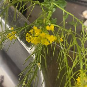 Photo of the plant species Field Mustard by @JesterCowbane named Figyonce on Greg, the plant care app