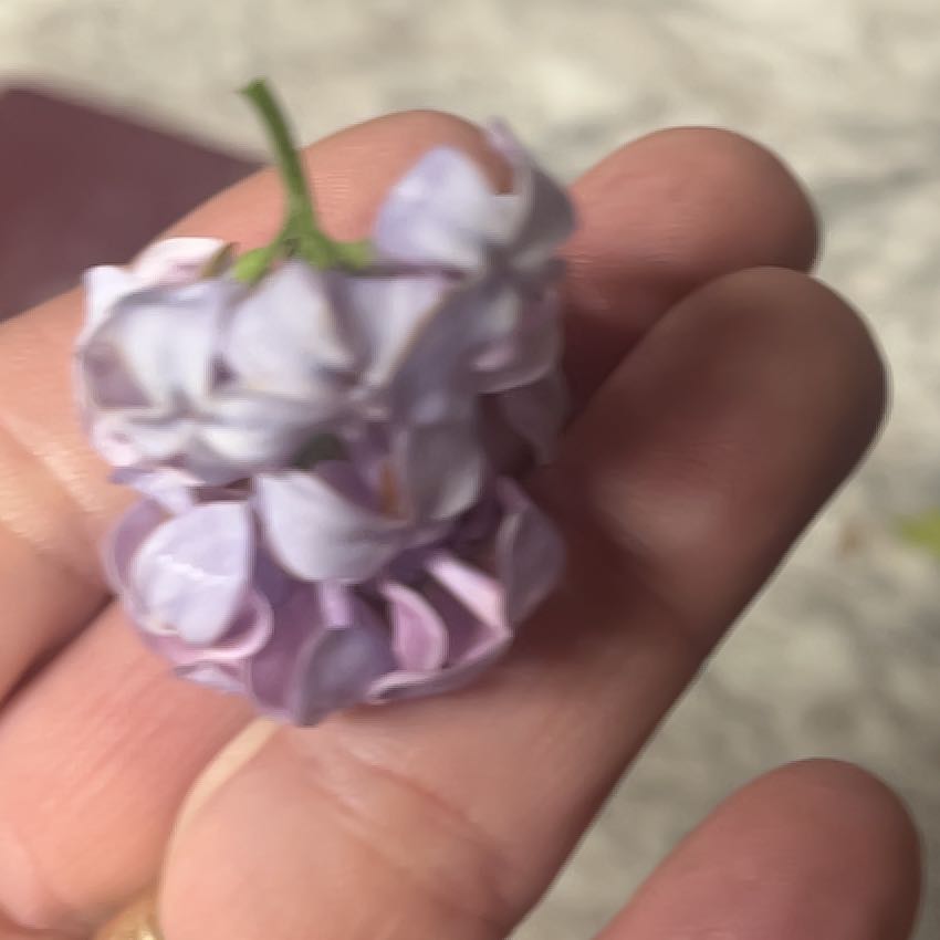 Photo of the plant species Chinese Wisteria by @JesterCowbane named Sigmund on Greg, the plant care app