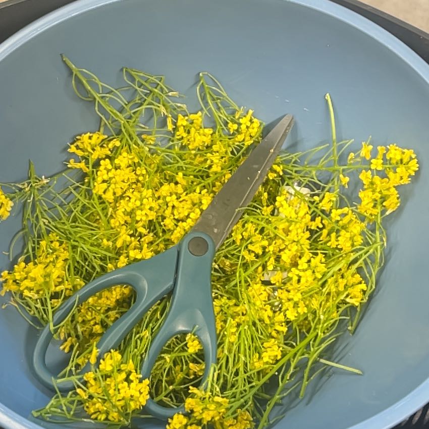Photo of the plant species Basket of Gold by @JesterCowbane named Captain Plant-it on Greg, the plant care app