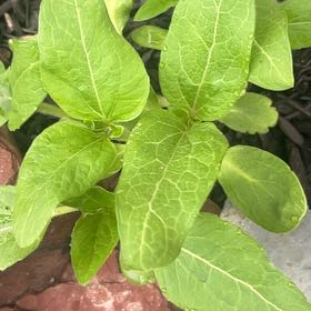 Photo of the plant species Broad-Leaved Dock by @JesterCowbane named Rainier on Greg, the plant care app