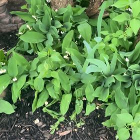 Photo of the plant species Lily-of-the-Valley by @JesterCowbane named Clooney on Greg, the plant care app
