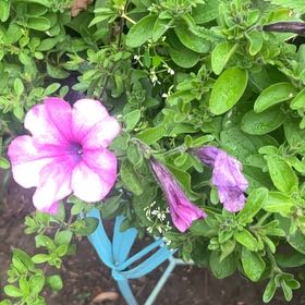 Photo of the plant species Petunia by @JesterCowbane named Gaga on Greg, the plant care app