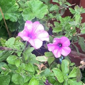 Photo of the plant species Petunia by @JesterCowbane named Beyonce on Greg, the plant care app