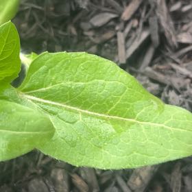 Photo of the plant species Broad-Leaved Dock by @JesterCowbane named Luna on Greg, the plant care app