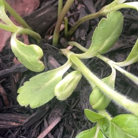Photo of the plant species beach cabbage by @JesterCowbane named Beckham on Greg, the plant care app