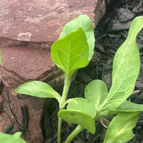 Photo of the plant species Coprosma Repens by @JesterCowbane named Rihanna on Greg, the plant care app