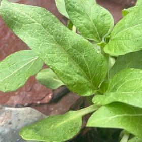 Photo of the plant species Chinese Lantern by @JesterCowbane named Daphne on Greg, the plant care app
