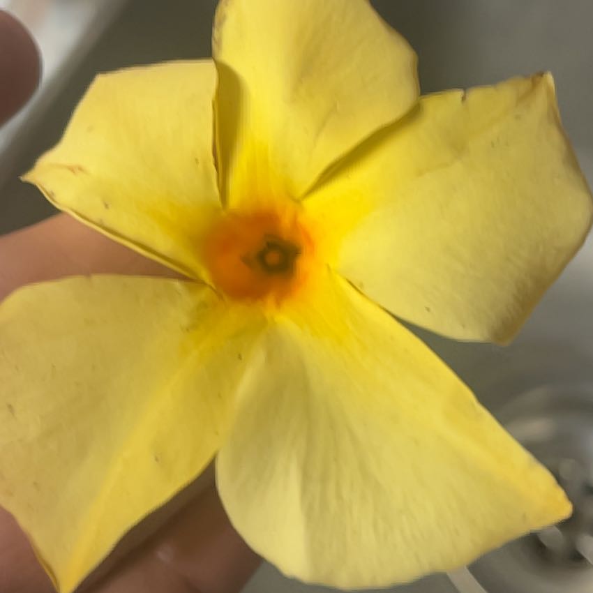 Photo of the plant species Golden Trumpet by @JesterCowbane named Anne on Greg, the plant care app