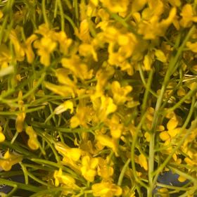 Photo of the plant species Garden Yellow Rocket by @JesterCowbane named Marilyn on Greg, the plant care app