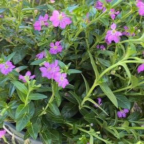 Photo of the plant species Mexican-Heather by @BabyCucamelon33 named Keanu Leaves on Greg, the plant care app