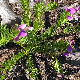 Photo of the plant species Myrtle-Leaf Milkwort by @BabyCucamelon33 named Lavender on Greg, the plant care app