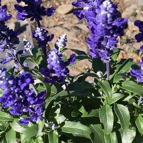 Photo of the plant species Mealycup Sage by @BabyCucamelon33 named Queen on Greg, the plant care app