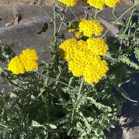 Photo of the plant species Fernleaf Yarrow by @BabyCucamelon33 named Gregarious on Greg, the plant care app