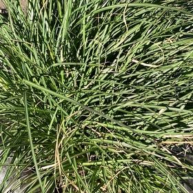 Photo of the plant species Maiden Grass by @BabyCucamelon33 named Figyonce on Greg, the plant care app