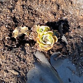 Photo of the plant species Green Duncecap by @BabyCucamelon33 named Apollo on Greg, the plant care app