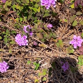 Photo of the plant species Purple Lantana by @BabyCucamelon33 named Girlfrond on Greg, the plant care app