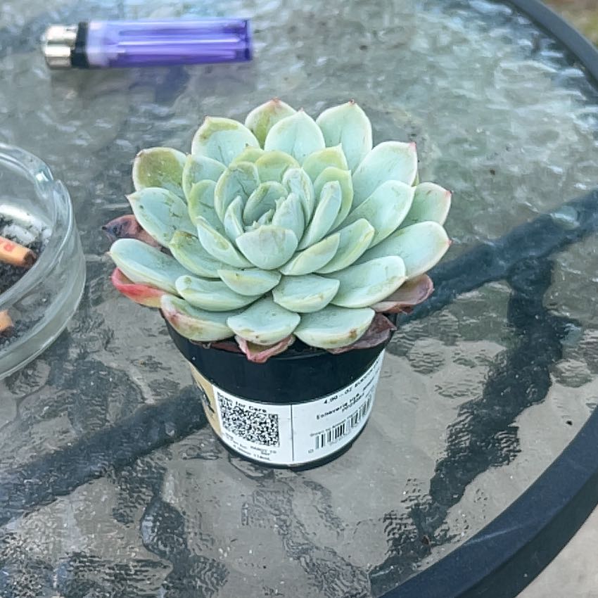 Photo of the plant species Succulent by @OptimalLime20 named Sage on Greg, the plant care app