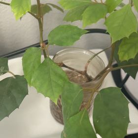 Photo of the plant species Cissus Rhombifolia by @TrySoftbrome0 named Wall-E on Greg, the plant care app