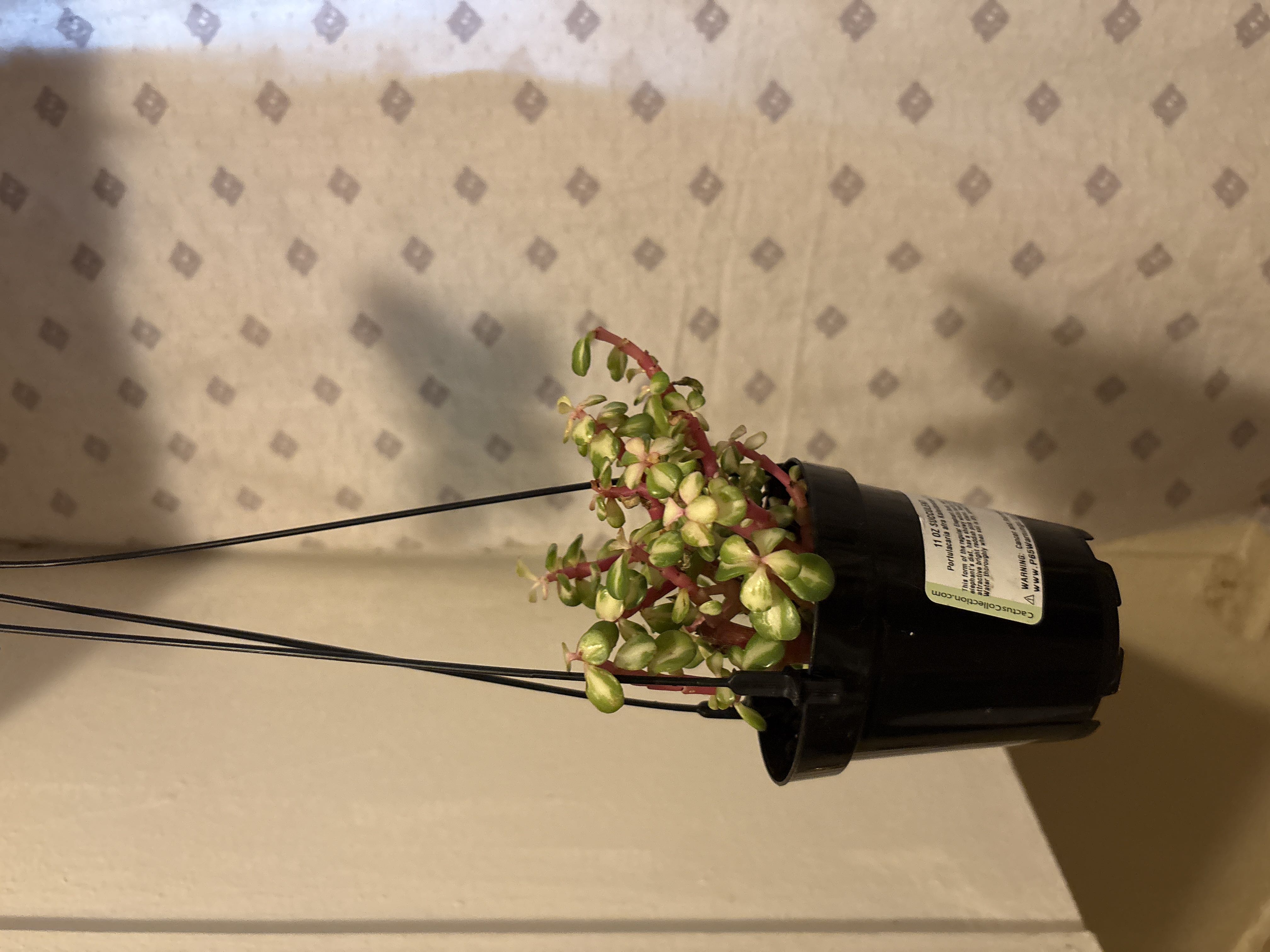 Photo from the post