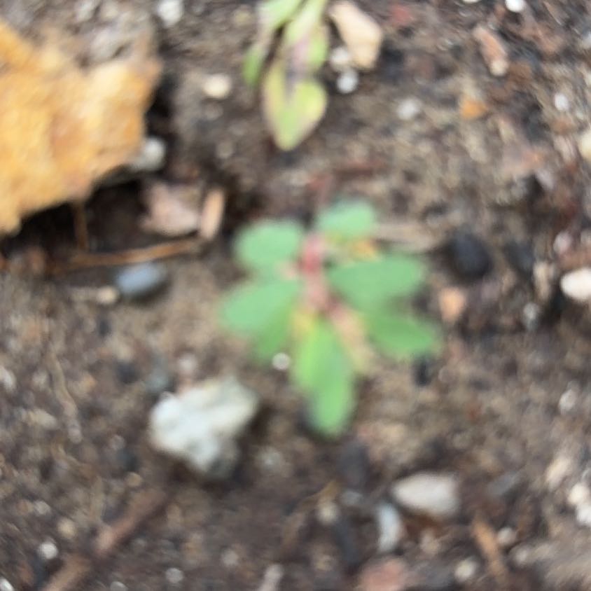 Photo of the plant species Chamber Bitter by @PrettyDyebush32 named Elle on Greg, the plant care app
