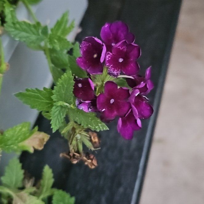 Photo of the plant species Purple Lantana by @PetBucaneve13 named Beckham on Greg, the plant care app